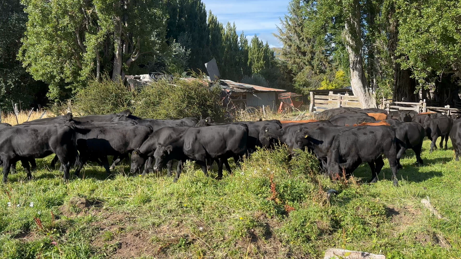 Lote 60 Vaquilla Engorda en XI Región Aysén, Coyhaique