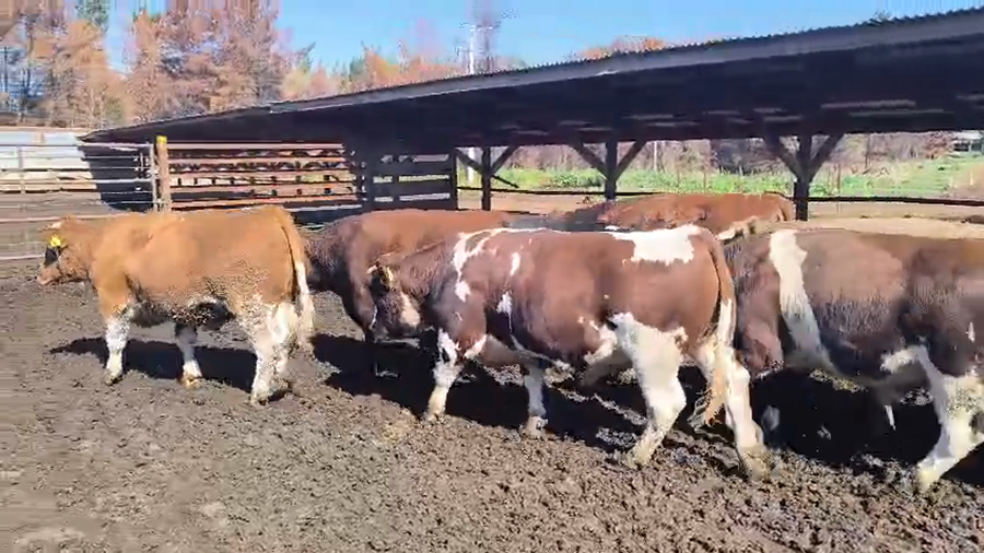 Lote 20 Novillo Gordo en Los Ángeles, VIII Región Biobío