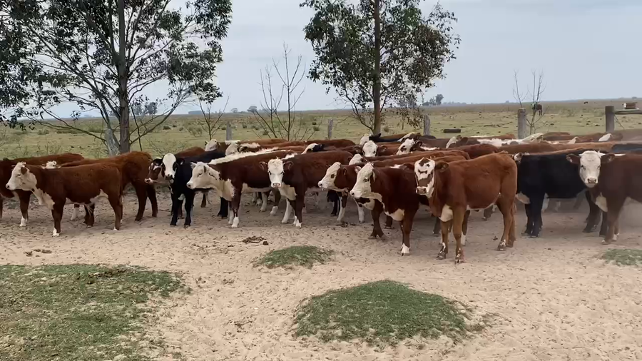 Lote 50 Terneros/as en Esquina, Corrientes