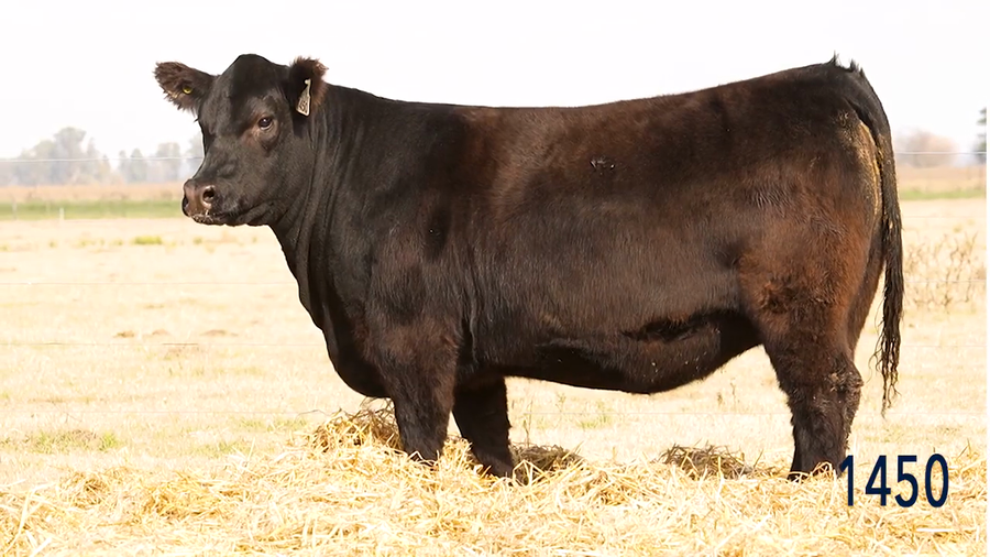 Lote Vaquillona