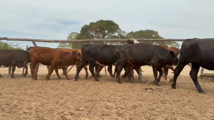 Lote 90 Terneras en Corrientes, Chavarría