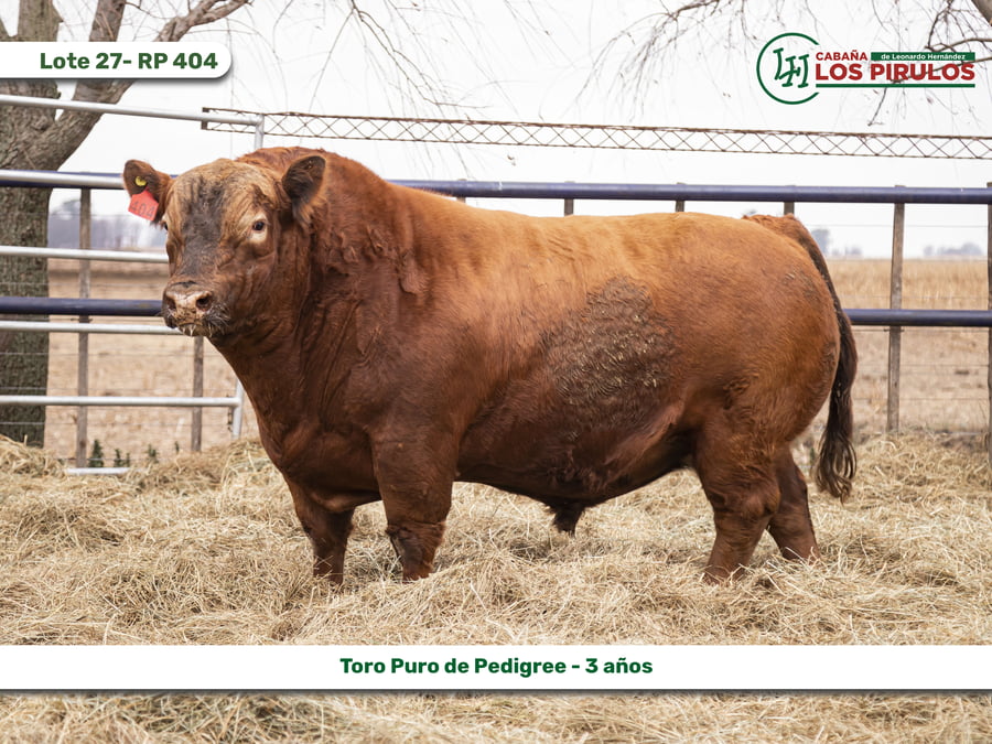 Lote TOROS PUROS DE PEDIGREE - 3 AÑOS