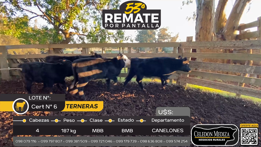 Lote 4 Terneras en Otra Localidad, Canelones