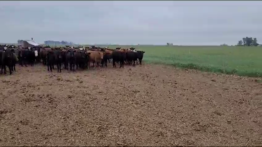 Lote 300 Terneros en Gral. Villegas, Buenos Aires