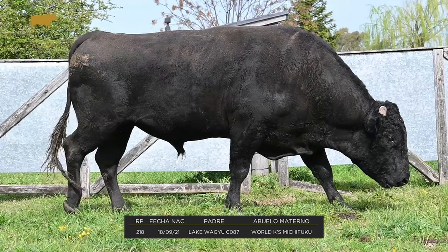 Lote RP 218 - Pajuelas de semen