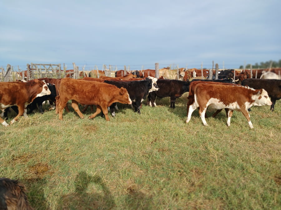 Lote 25 Terneros/as en Rauch