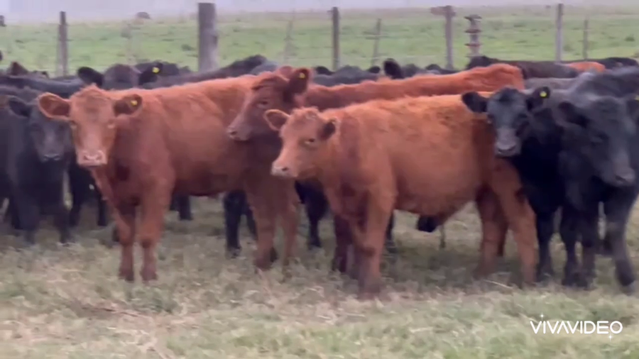 Lote 76 Terneros/as en Dolores, Buenos Aires