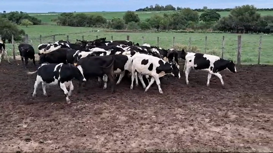 Lote TERNEROS HOLANDO