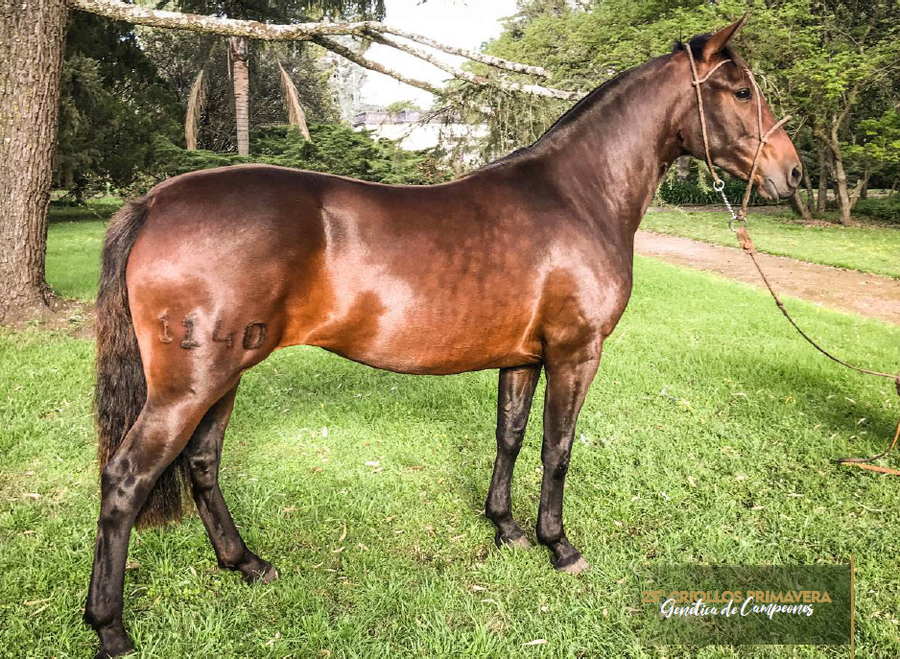 Lote QUELÉN GOLONDRINA