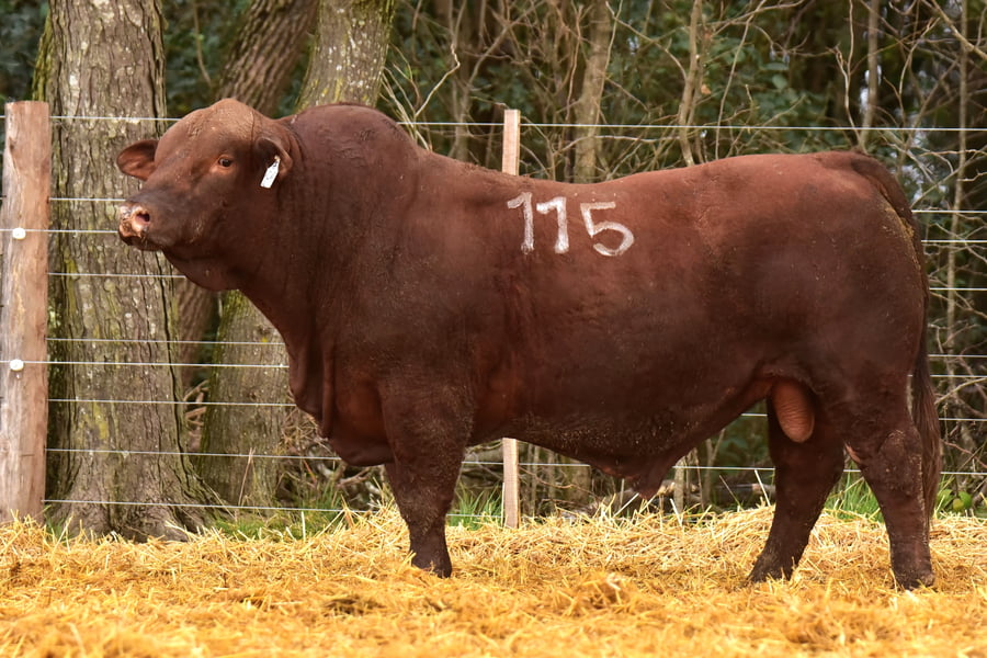Lote TOROS BRANGUS