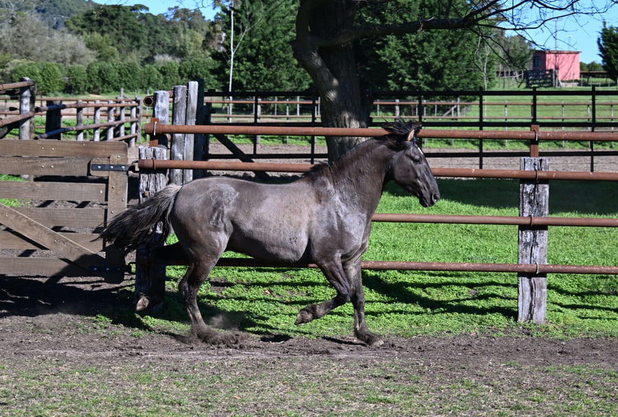Lote RAIGUELEN PAYASO