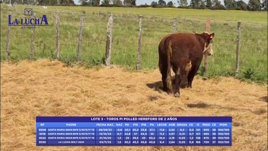 Lote TOROS PI POLLED HEREFORD DE 2  AÑOS