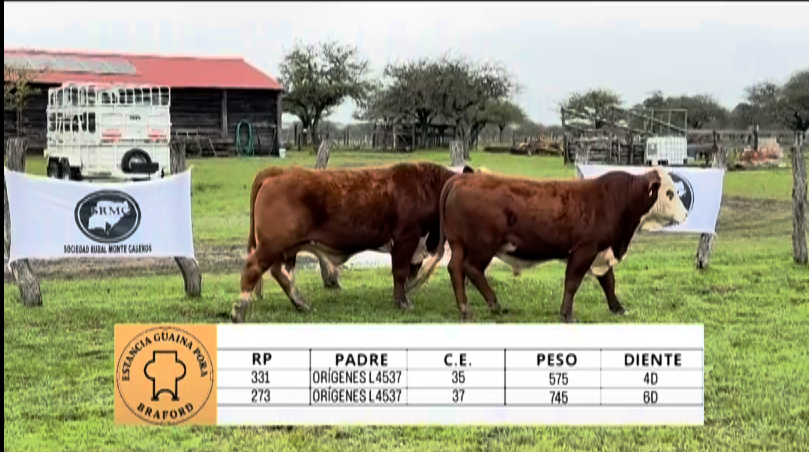 Lote TOROS BRAFORD "Guaina Pora"
