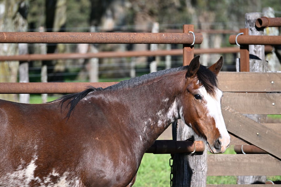 Lote LA BRAVA LINDEZA