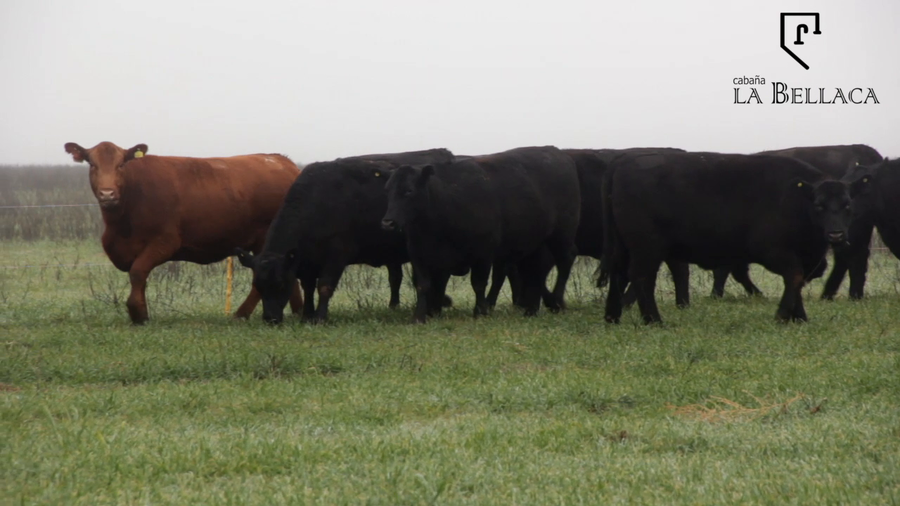 Lote VAQUILLONAS ANGUS MAS - LA BELLACA