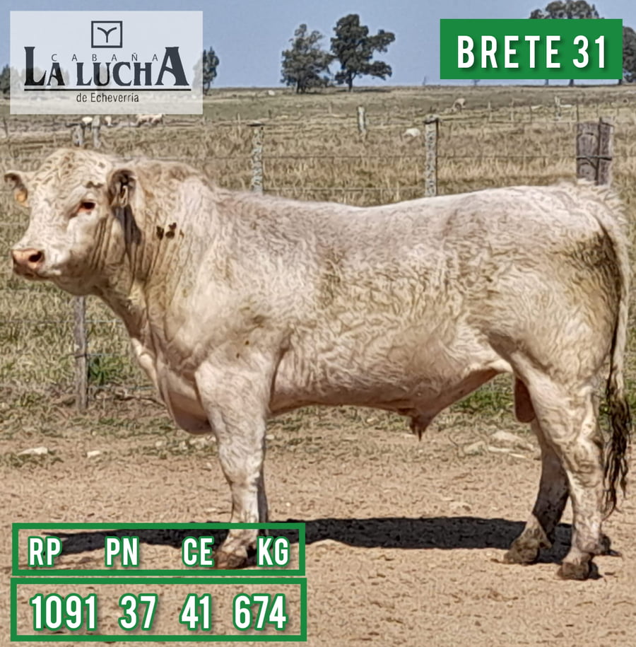 Lote TOROS CHAROLAIS PI