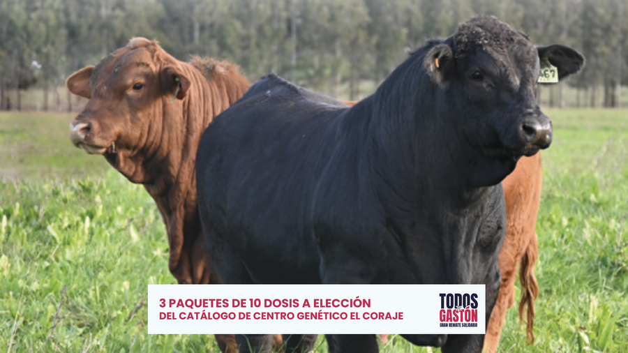 Lote Dosis El Coraje