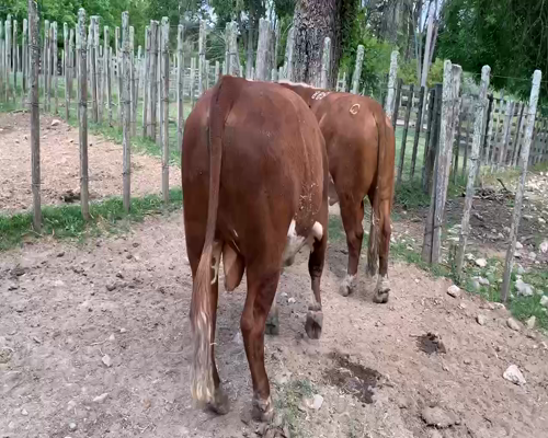 Lote 2 TORO PI en Melo, Cerro Largo