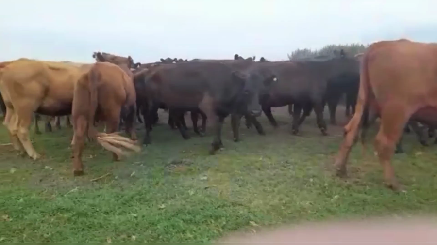 Lote 130 TERNS. HEMBRAS, 25 DE MAYO, PCIA. DE BS. AS.