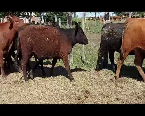 Lote 23 Novillitos y vaquillonas en 30 de Agosto, Buenos Aires