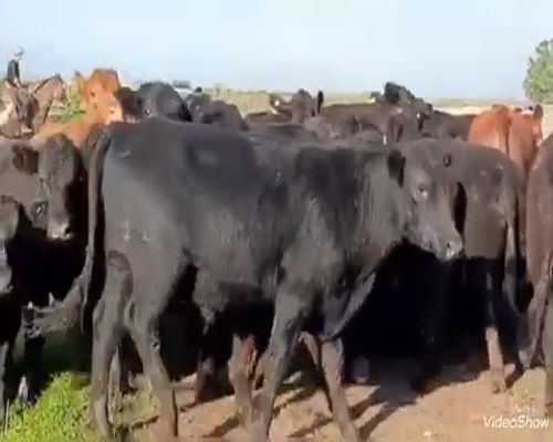 Lote 100 Novillitos en Dolores, Buenos Aires