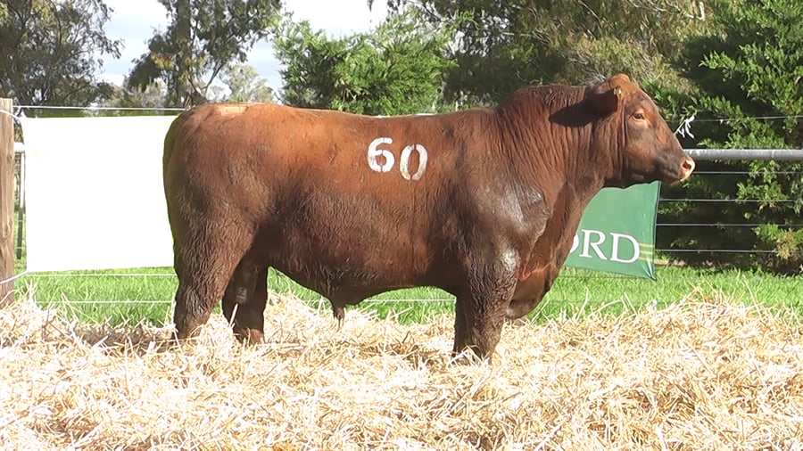 Lote TOROS ANGUS PUROS CONTROLADOS