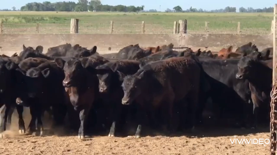Lote 81 Terneros/as en Gral. Paz, Buenos Aires