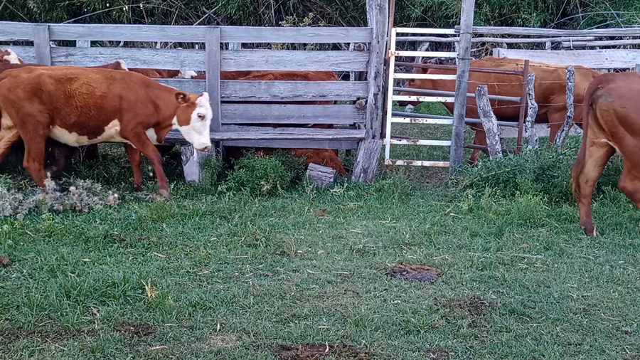 Lote 8 Vacas de invernar en Corrientes, Mocoretá