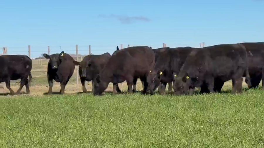 Lote VAQUILLONAS ANGUS PURAS CONTROLADAS NEGRAS