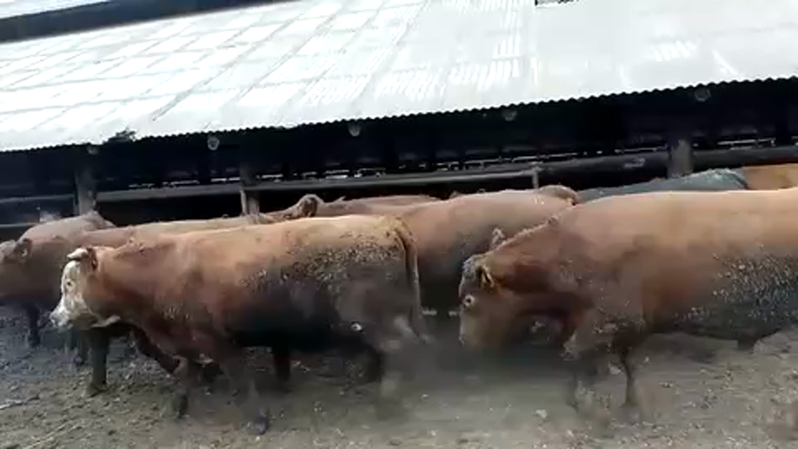 Lote 45 Novillo Gordo en Chillán, XVI Región Ñuble