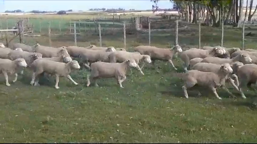 Lote (Vendido)70 Corderos CORRIEDALE a remate en #39 Pantalla Carmelo 38kg -  en PALO SOLO