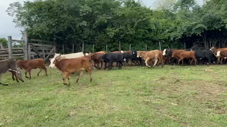 Lote 140 Terneras en Corrientes, La Cruz