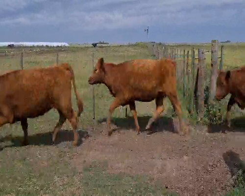 Lote 35 Vaquillonas preñadas en Gral. Lamadrid, Buenos Aires