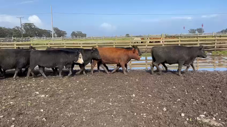 Lote 20 Vaquilla Gorda en Saavedra, IX Región Araucanía