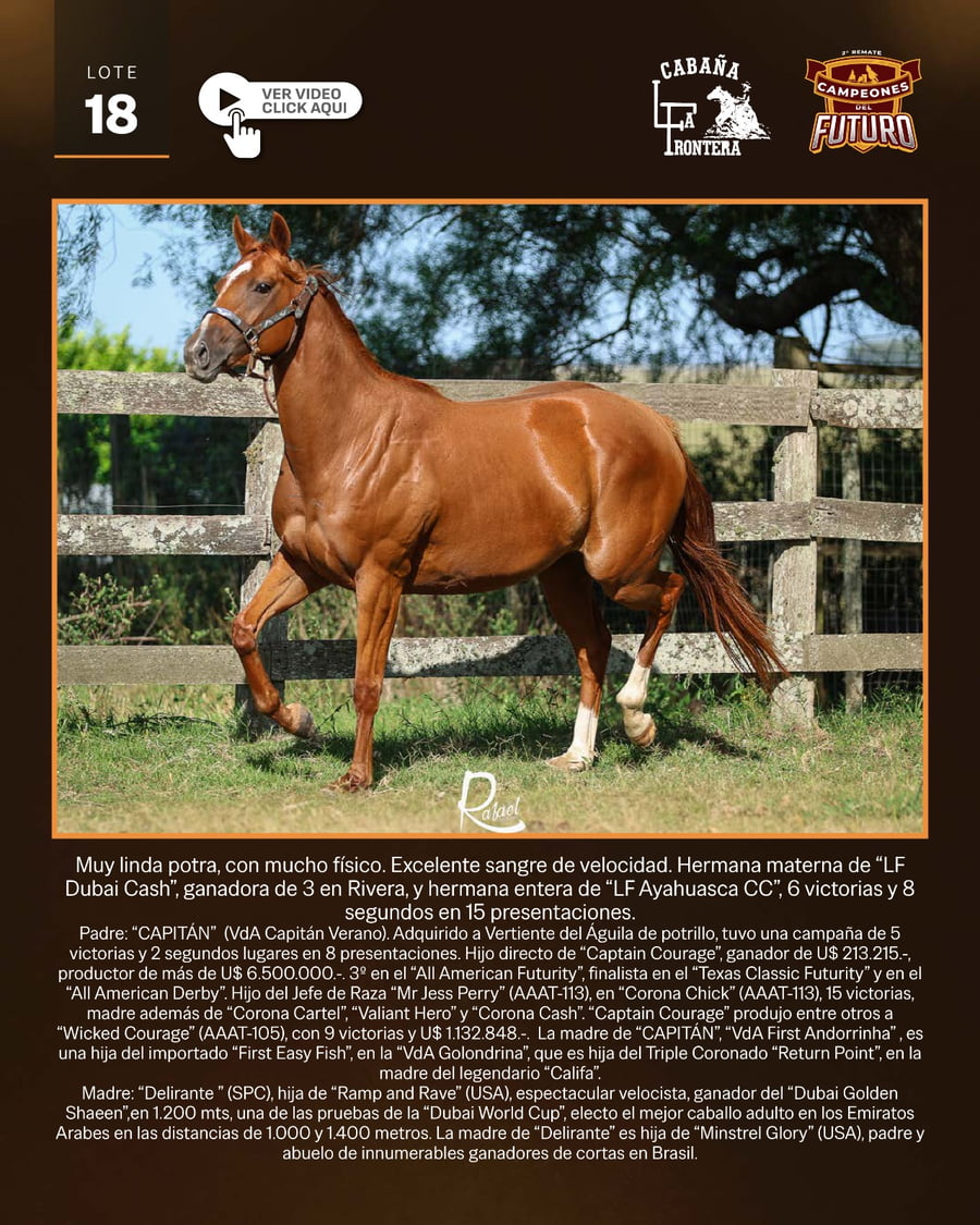 Lote LF APASIONADA CC