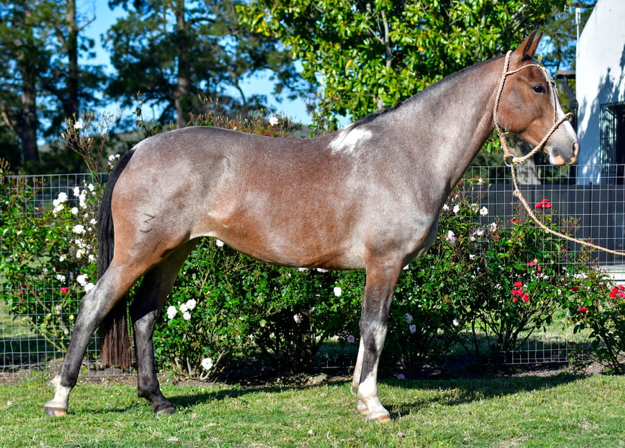 Lote Gringa Cruz Blanca