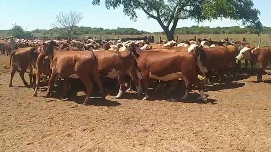 Lote 56 Vaquillonas preñadas en Chavarría, Corrientes