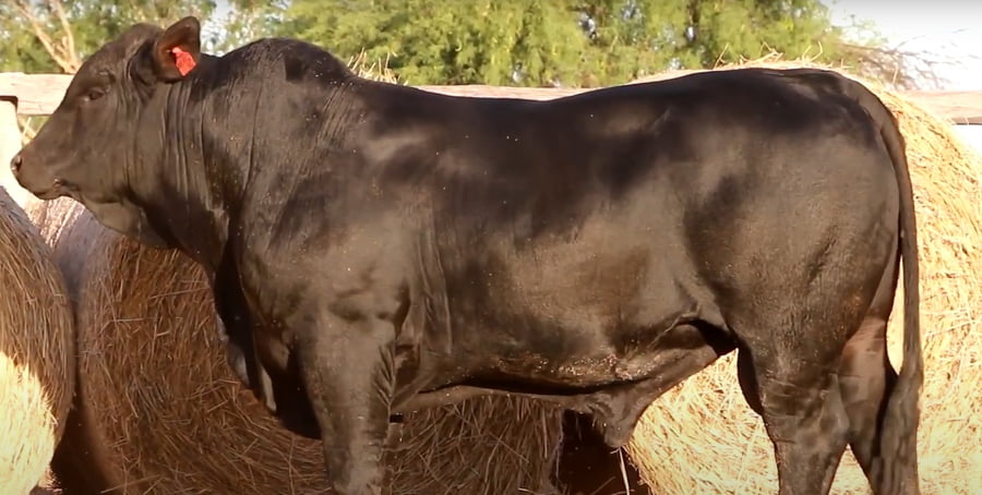 Lote TOROS DE 2 AÑOS