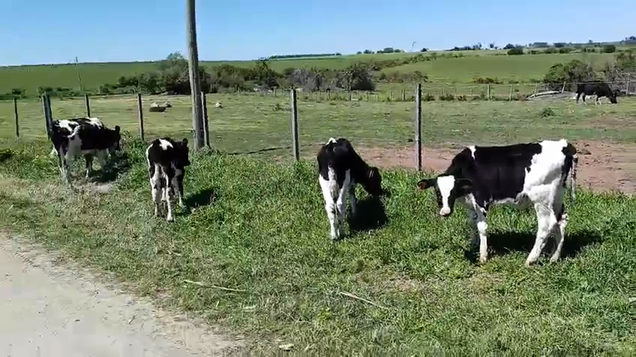 Lote 9 Terneros a remate en Pantalla Camy, San José