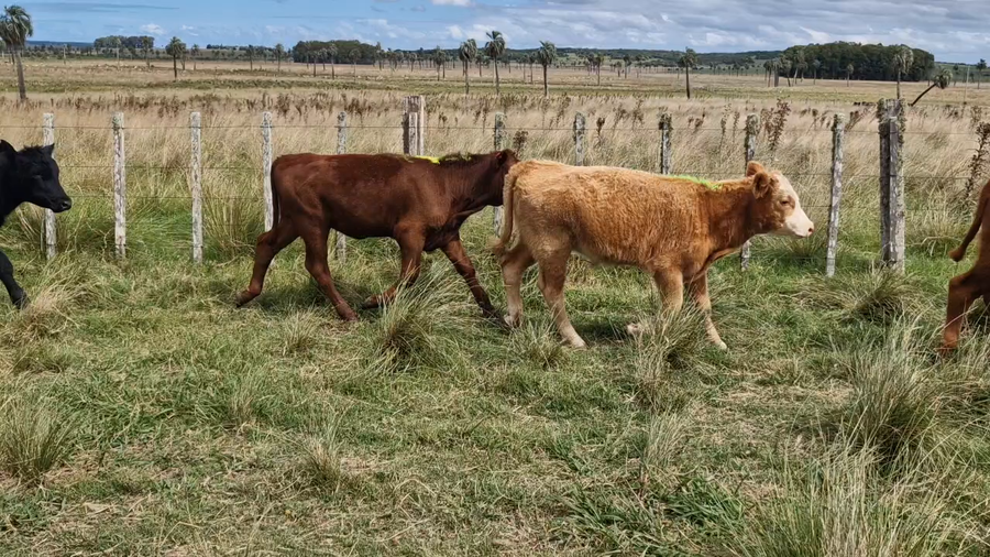 Lote Terneros