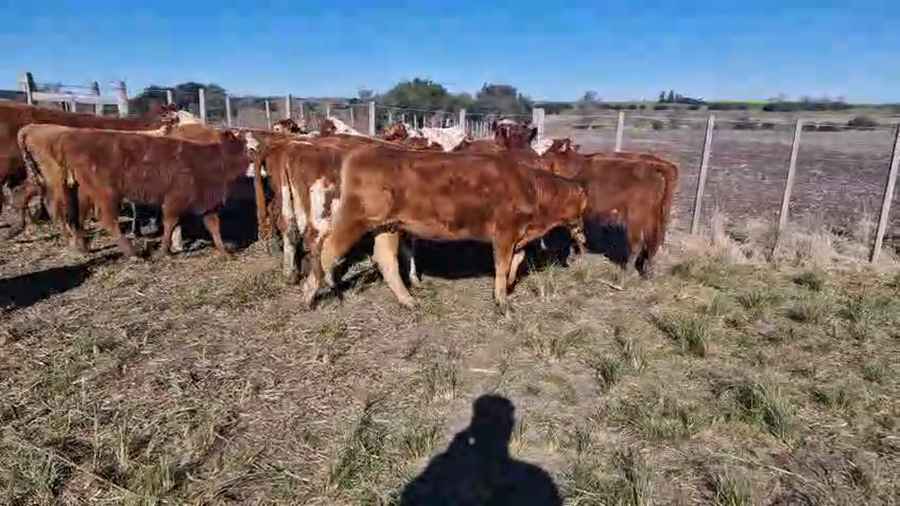 Lote 20 Terneras a remate en Pantalla Aniversario - Escritorio Camy, San José