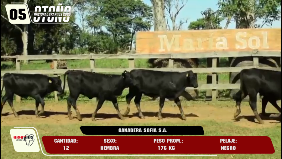 Lote LOTE 5