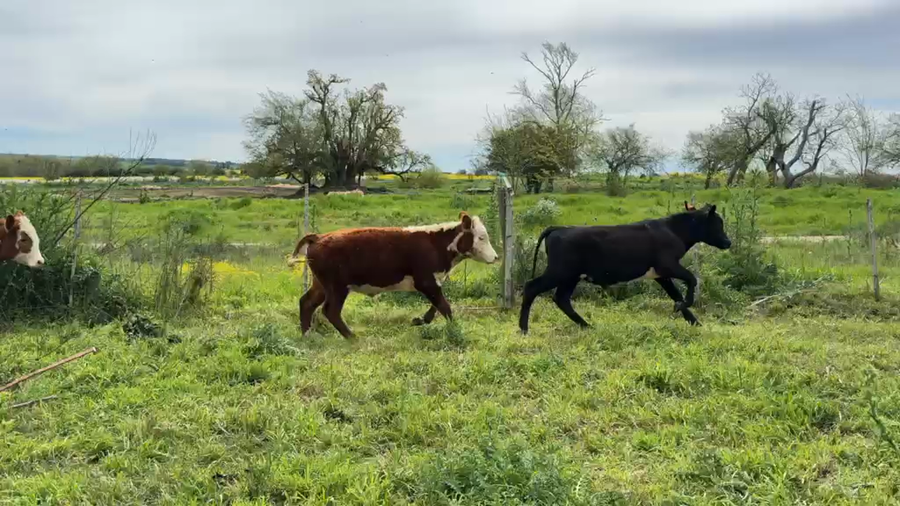 Lote TERNEROS