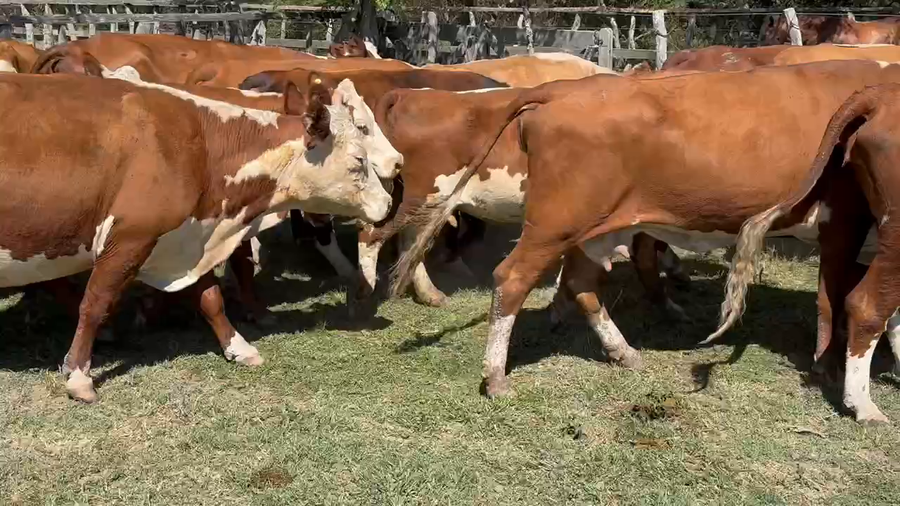 Lote 32 Vacas de invernar en Guardamonte, Entre Ríos