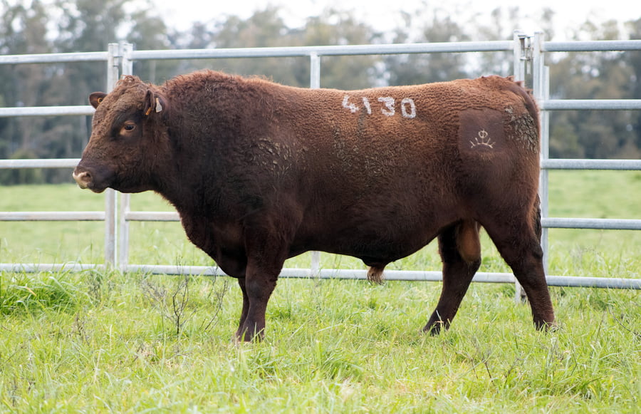 Lote ABERDEEN ANGUS SA - Angus COLORADOS