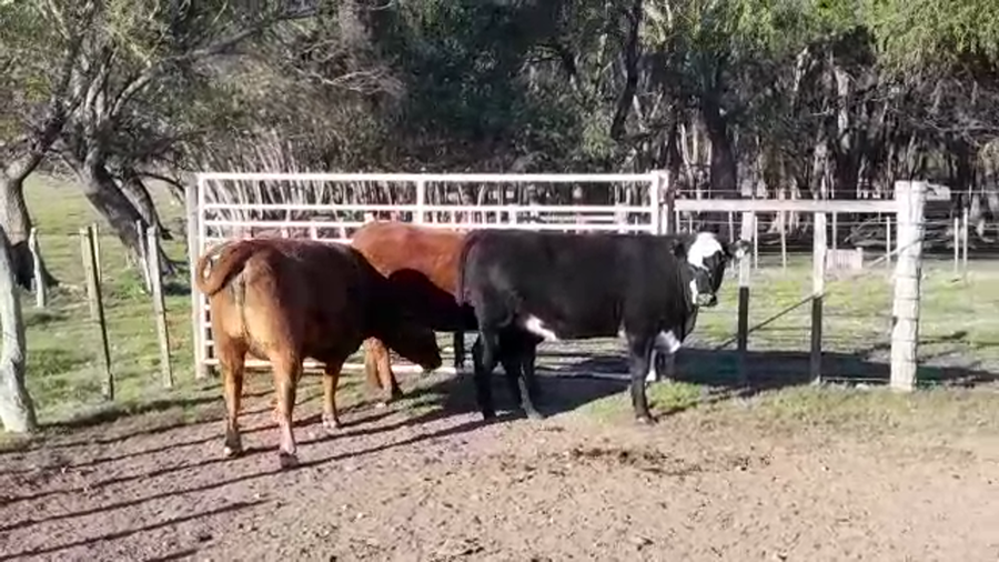 Lote VAQUILLONAS GORDAS