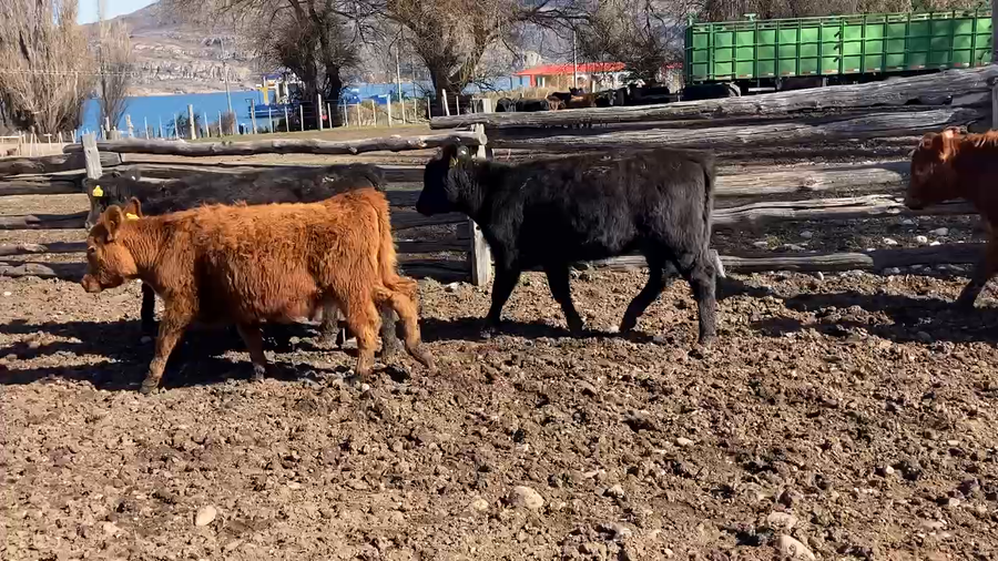 Lote 24 Ternera en Río Ibáñez, XI Región Aysén