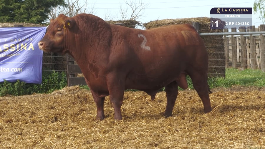 Lote TOROS ANGUS PURO CONTROLADO
