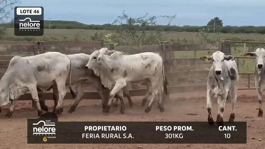 Lote LOTE 46