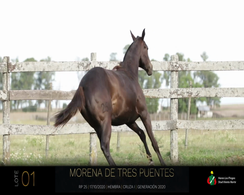 Lote MORENA DE TRES PUENTES